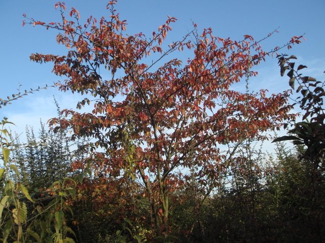 Prunus x yedoensis automne P26